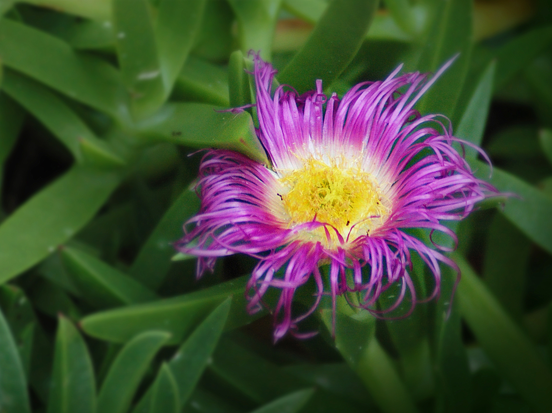 Carriage Way Flowers